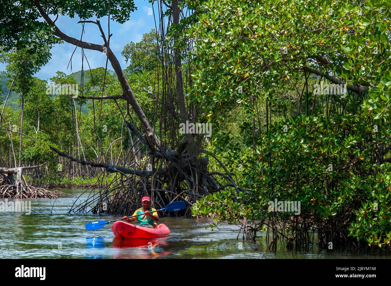 Kajakfahren im Regenwald, Mangroves. Ökotourismus. Nationalpark Los Haitises, Sabana de La Mar, Dominikanische Republik. Los Haitises National Park ist ein Stockfoto