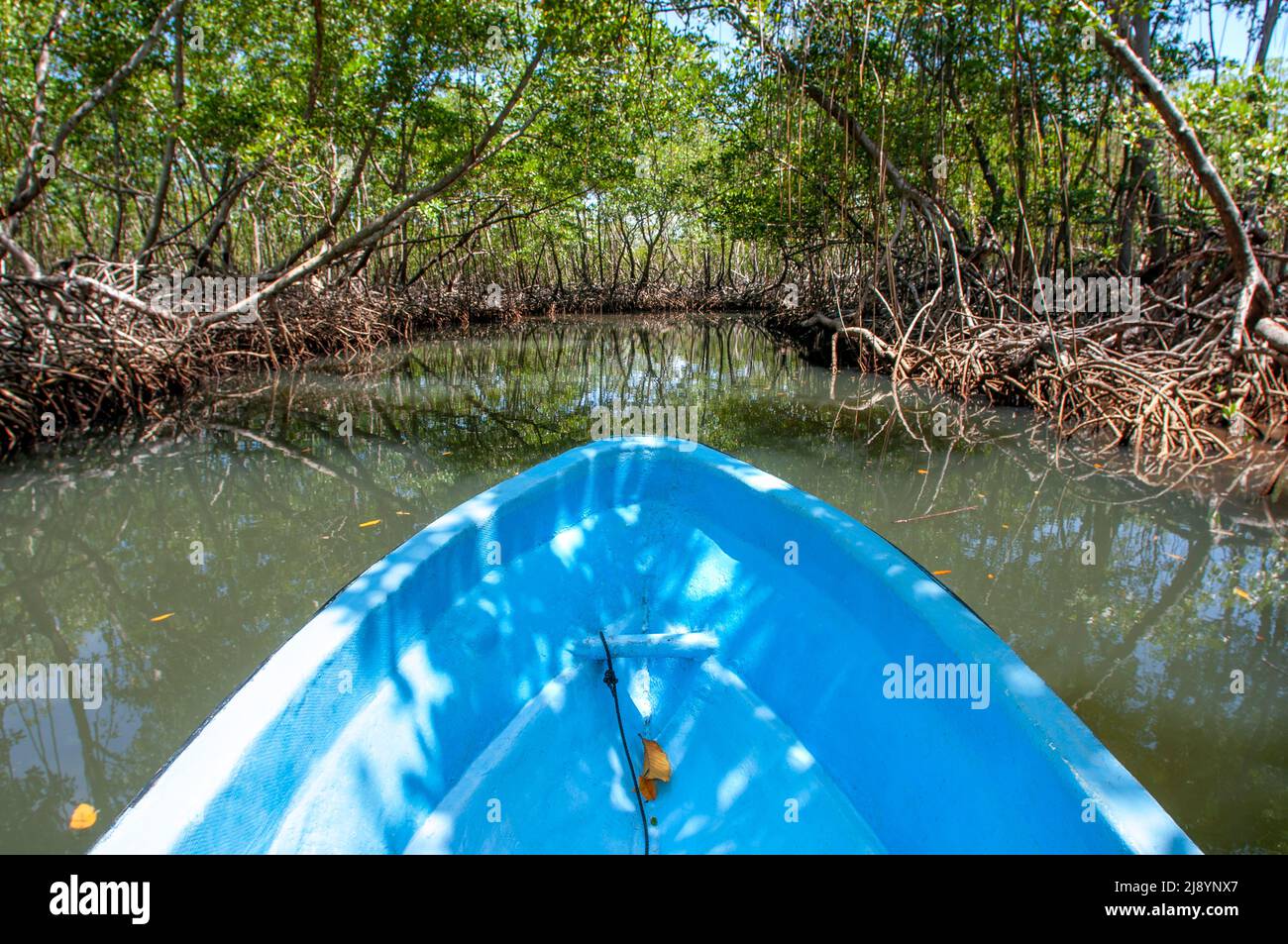 Bootsfahrt im Regenwald, Mangroven. Ökotourismus. Nationalpark Los Haitises, Sabana de La Mar, Dominikanische Republik. Los Haitises National Park ist ein Stockfoto