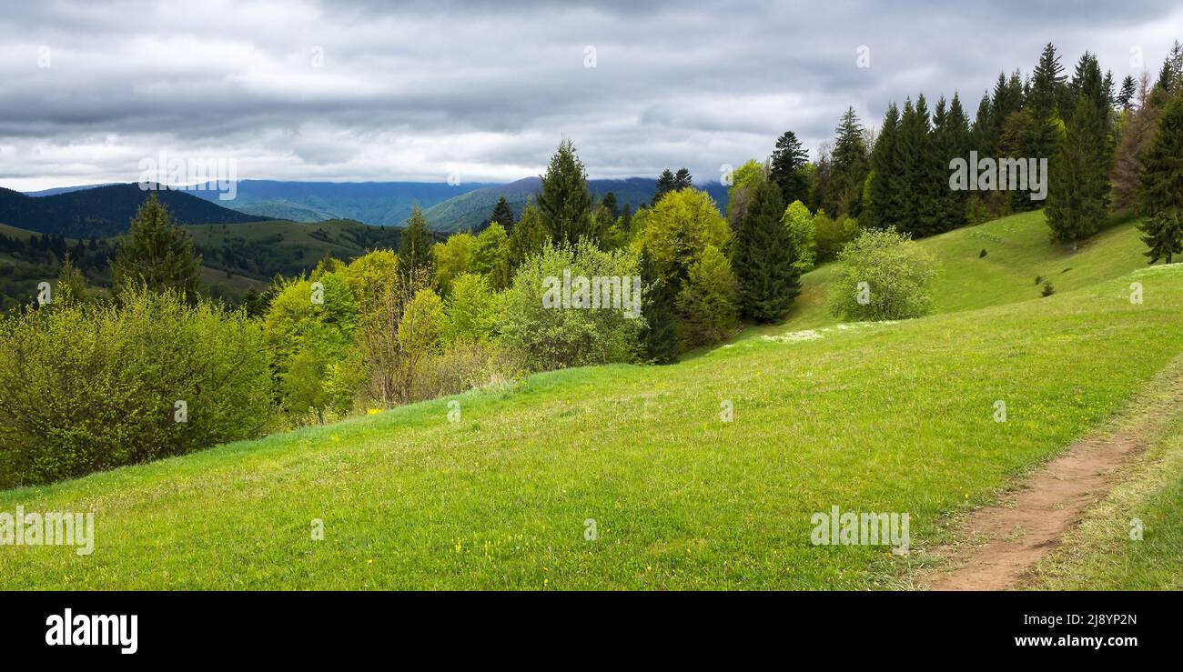 Schöne Naturkulisse im Frühling. Landschaft in den karpaten mit frischen grünen Wiesen und Nadelwald. Bedeckter Himmel abo Stockfoto