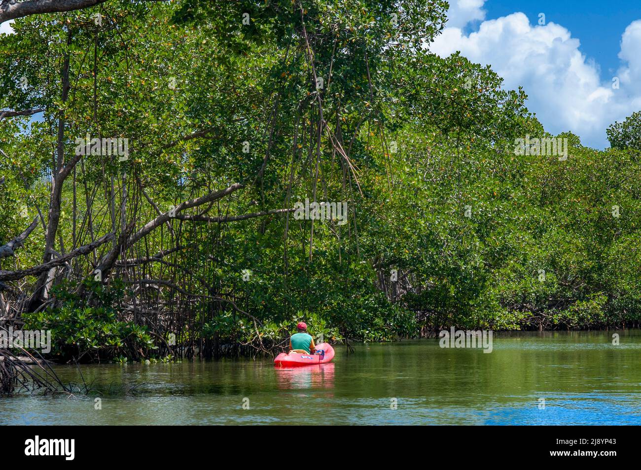 Kajakfahren im Regenwald, Mangroves. Ökotourismus. Nationalpark Los Haitises, Sabana de La Mar, Dominikanische Republik. Los Haitises National Park ist ein Stockfoto