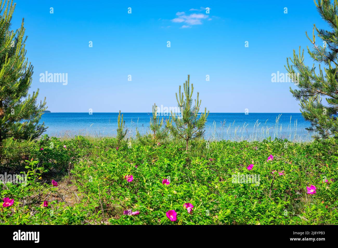 Blühende Hagebuttensträucher auf Dünen der Ostsee. Valkla, Estland Stockfoto