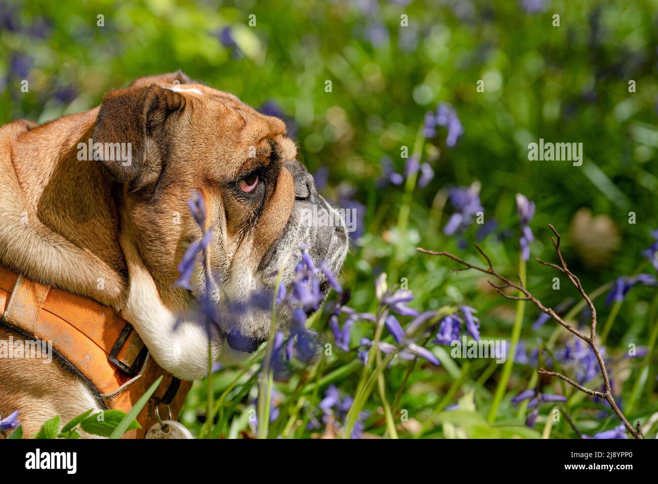 Red English/British Bulldog Dog schaut nach oben, leckt seine Zunge aus und sitzt in den Bluebells am heißen sonnigen Frühlingstag Stockfoto