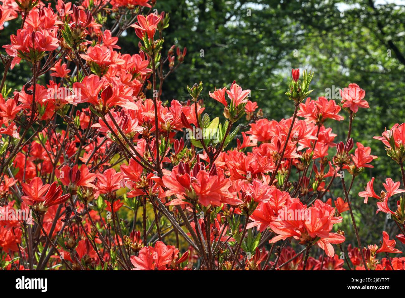 Lebhafte, leuchtend rote Azaleen-Blüten auf einem Busch im Central Park, Plymouth Stockfoto