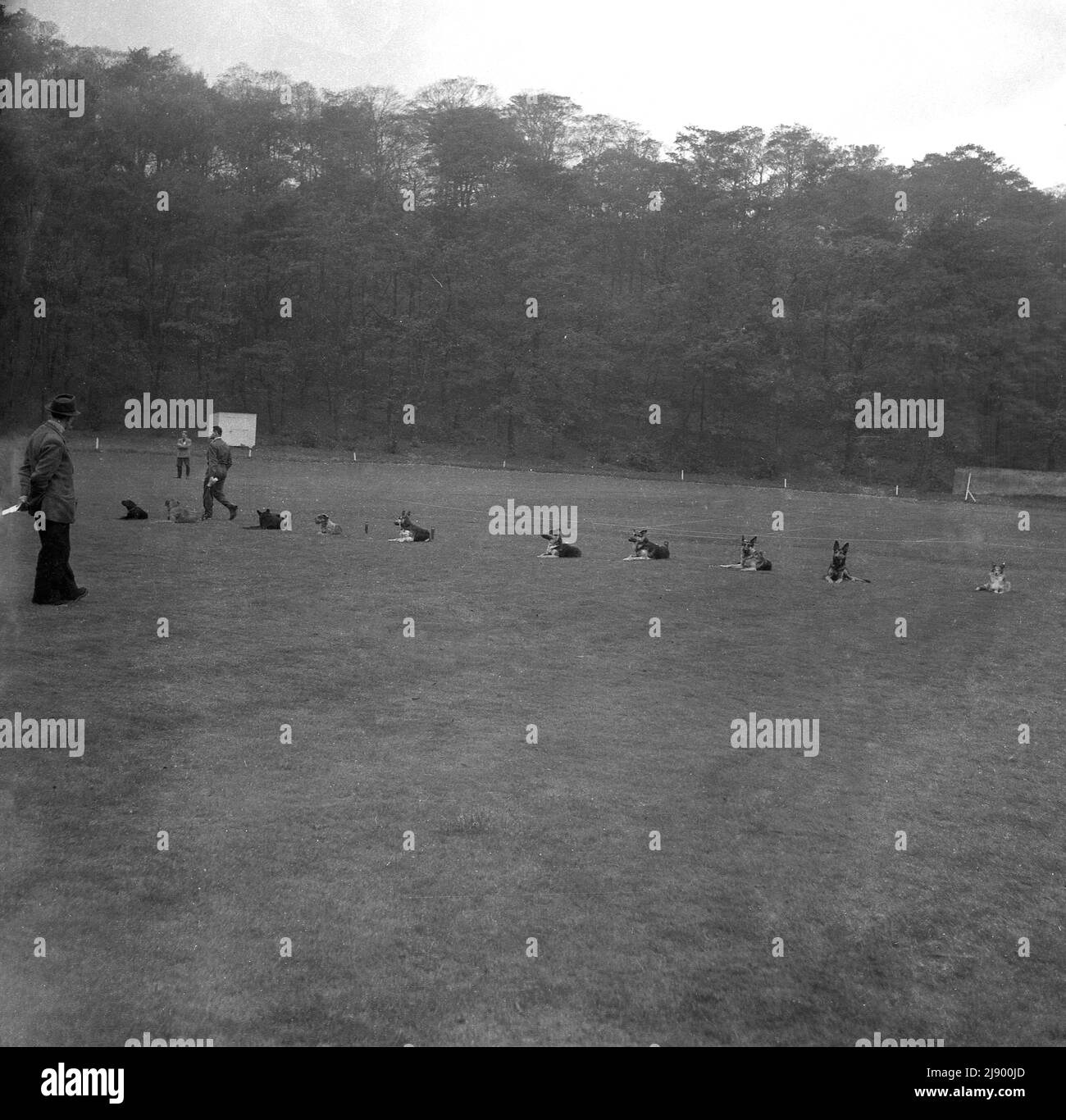 1950s, historisch, Hundetraining, draußen auf einem großen Feld, eine Reihe von Hunden, die auf dem Gras liegen, warten auf eine Anleitung, England, Großbritannien. Stockfoto