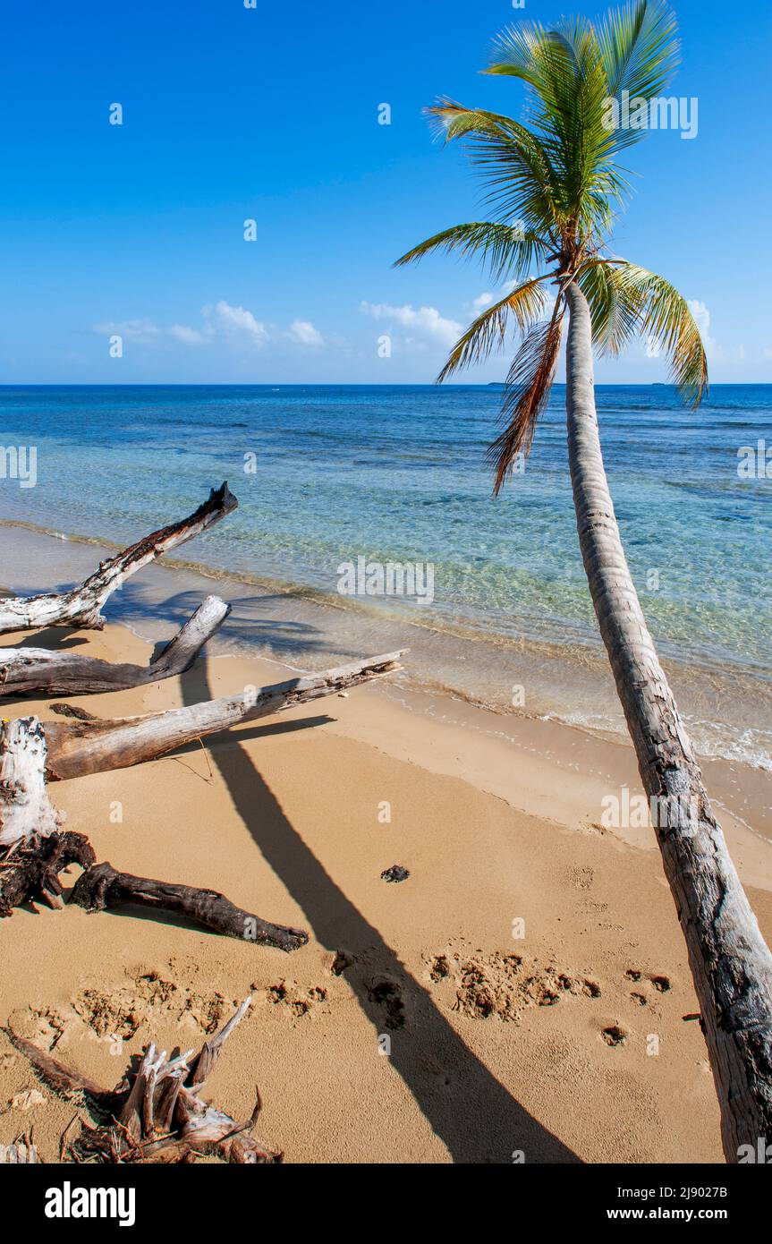 Palmen am Strand in Playa Bonita Strand auf der Halbinsel Samana in der Dominikanischen Republik in der Nähe der Stadt Las Terrenas. Resultados de Traducción STAR Bor Stockfoto