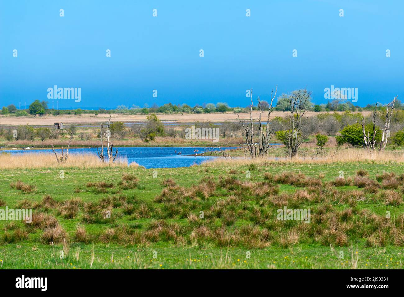 Naturschutzgebiet Geltinger Birk, Nieby, Flensburger Fjord, Ostsee, Landschaft Angeln, Schleswig-Holstein, Norddeutschland, Mitteleuropa Stockfoto