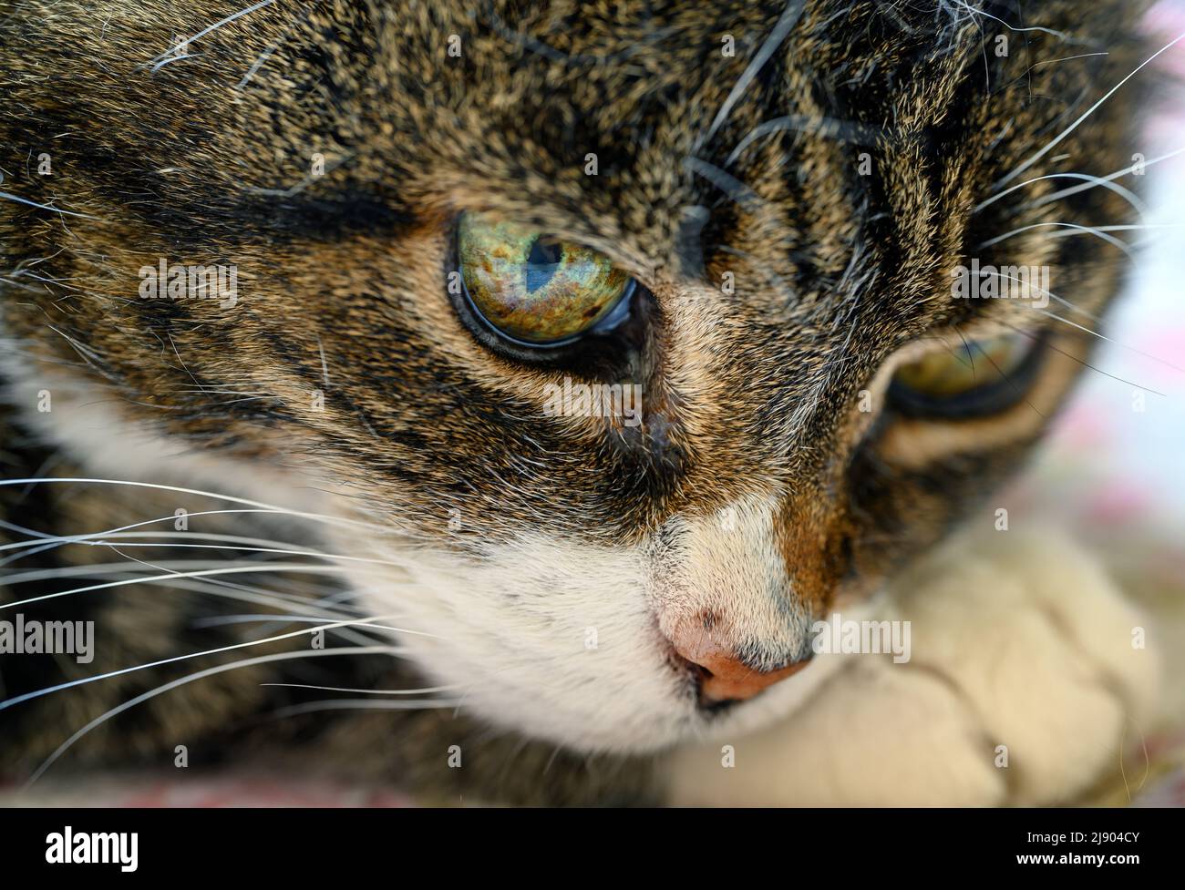 Detail des Kopfes einer Hauskatze. Diese gestromte Katze hat typische dunkle Streifen sowie weiße Markierungen um Mund und Nase. Stockfoto
