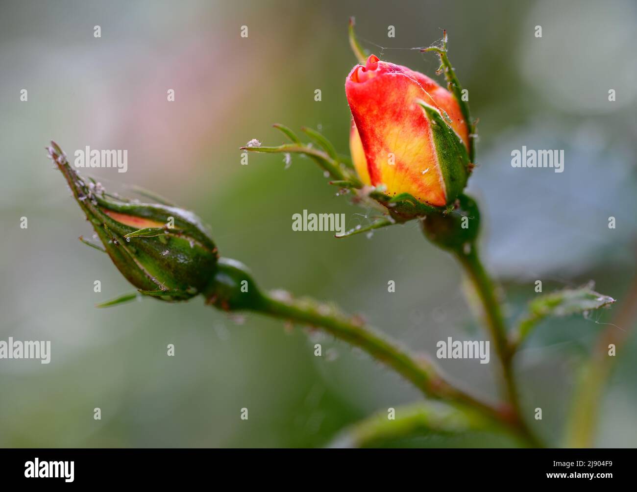 Detail von Rosenknospen und Stielen in einem Garten in England. Es gibt kleine Insekten auf den Stielen. Stockfoto