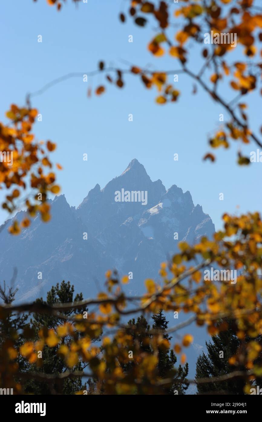 Herbstblatt guckt im Grand Teton National Park Stockfoto