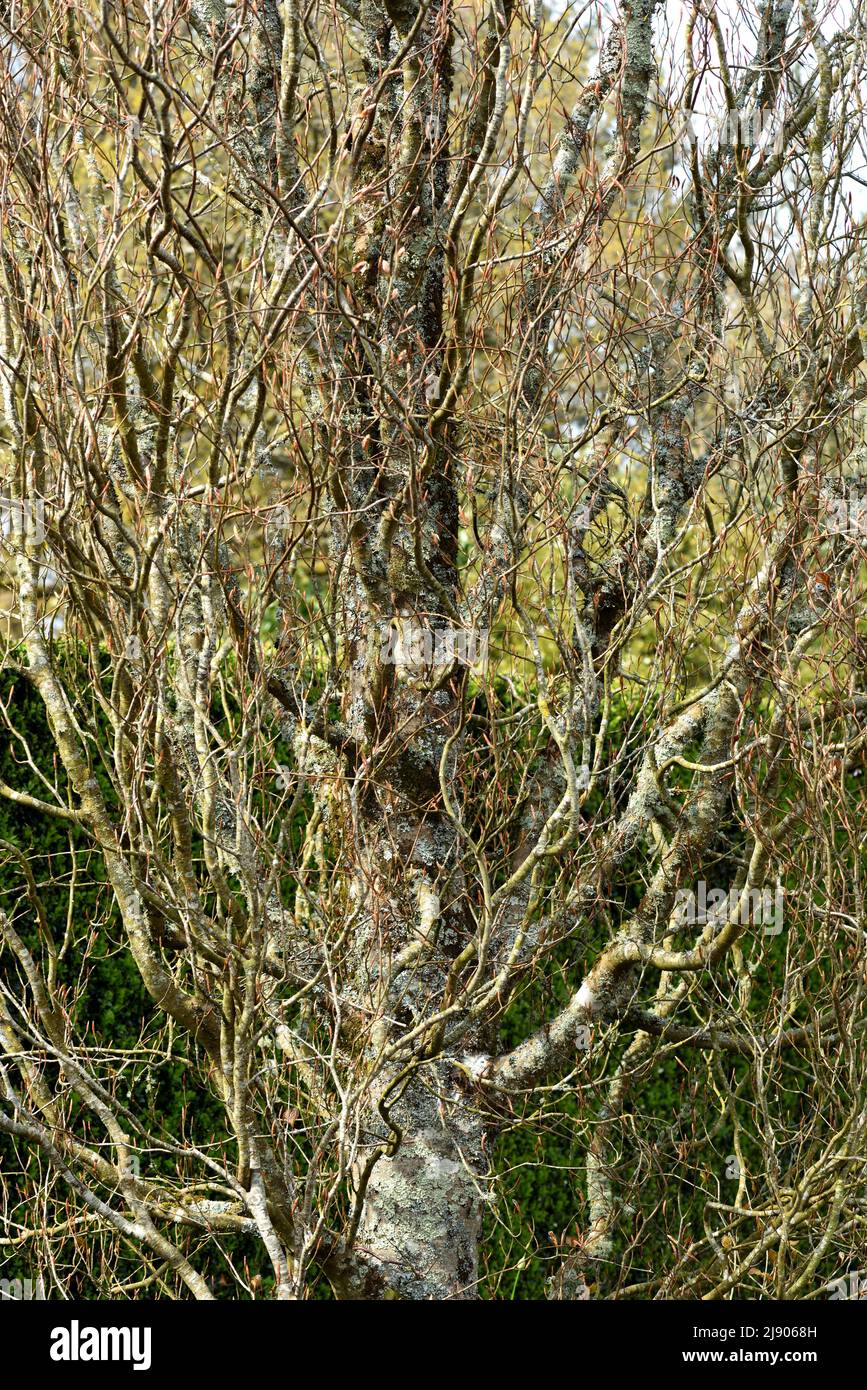 Ein Fagus sylvatica Dawyck Purple, der in Blatt kommt und in Lichen bedeckt ist. Stockfoto