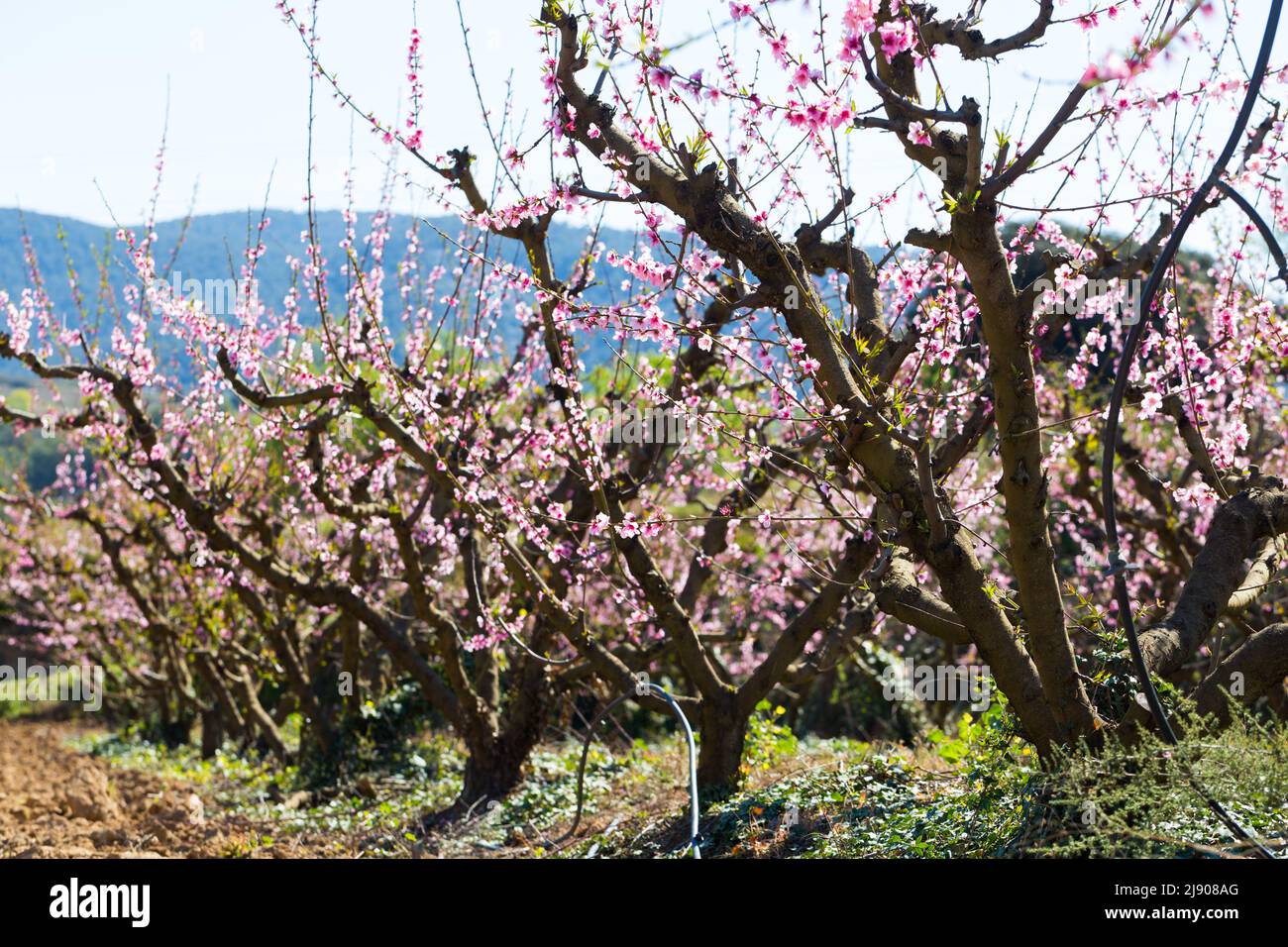 Reihen von Pfirsichbäumen blühen im Frühling Stockfoto