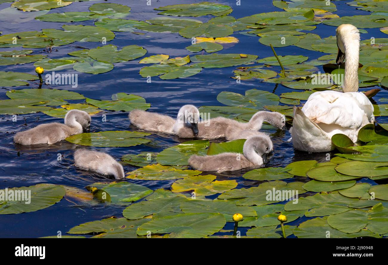 Mute Swans Cygnus olor mit Cygnets, die sich in Seerosen auf einem Teich ernähren Stockfoto
