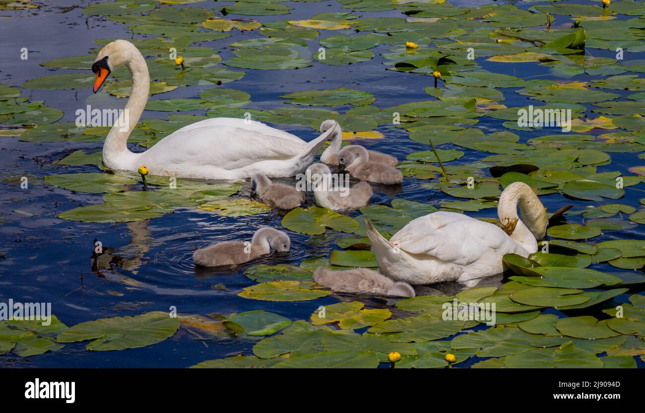 Mute Swans Cygnus olor mit Cygnets, die sich in Seerosen auf einem Teich ernähren Stockfoto