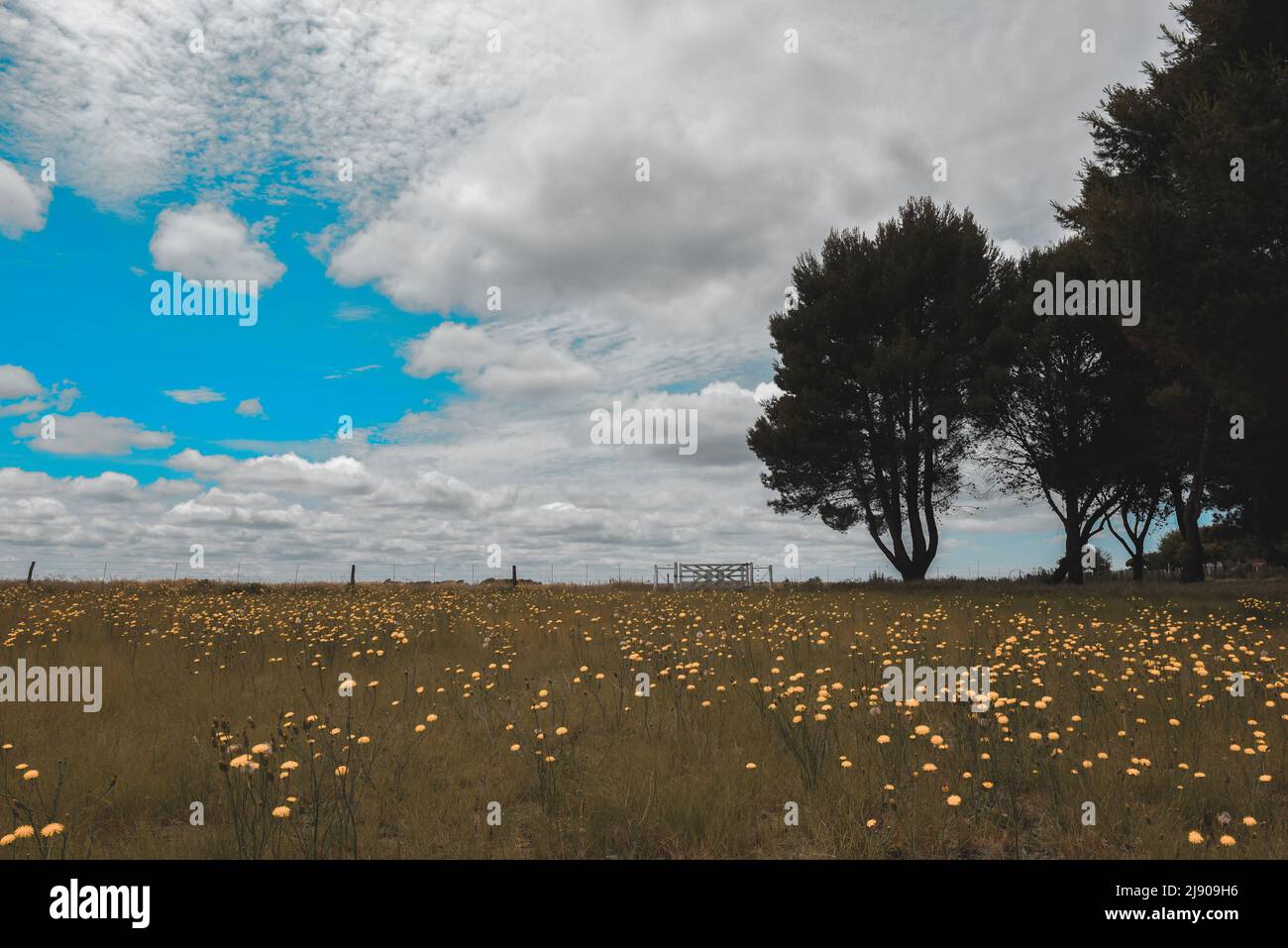 Wilde Flora, Blumen im Frühling in der Pampas-Landschaft, Provinz La Pampa, Patagonien, Argentinien Stockfoto