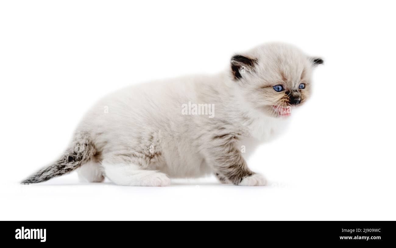 Niedliche Ragdoll Kätzchen Mews isoliert auf weißem Hintergrund mit Copyspace. Inländische flauschige reinrassige Kitty Haustier mit Mund geöffnet Stockfoto