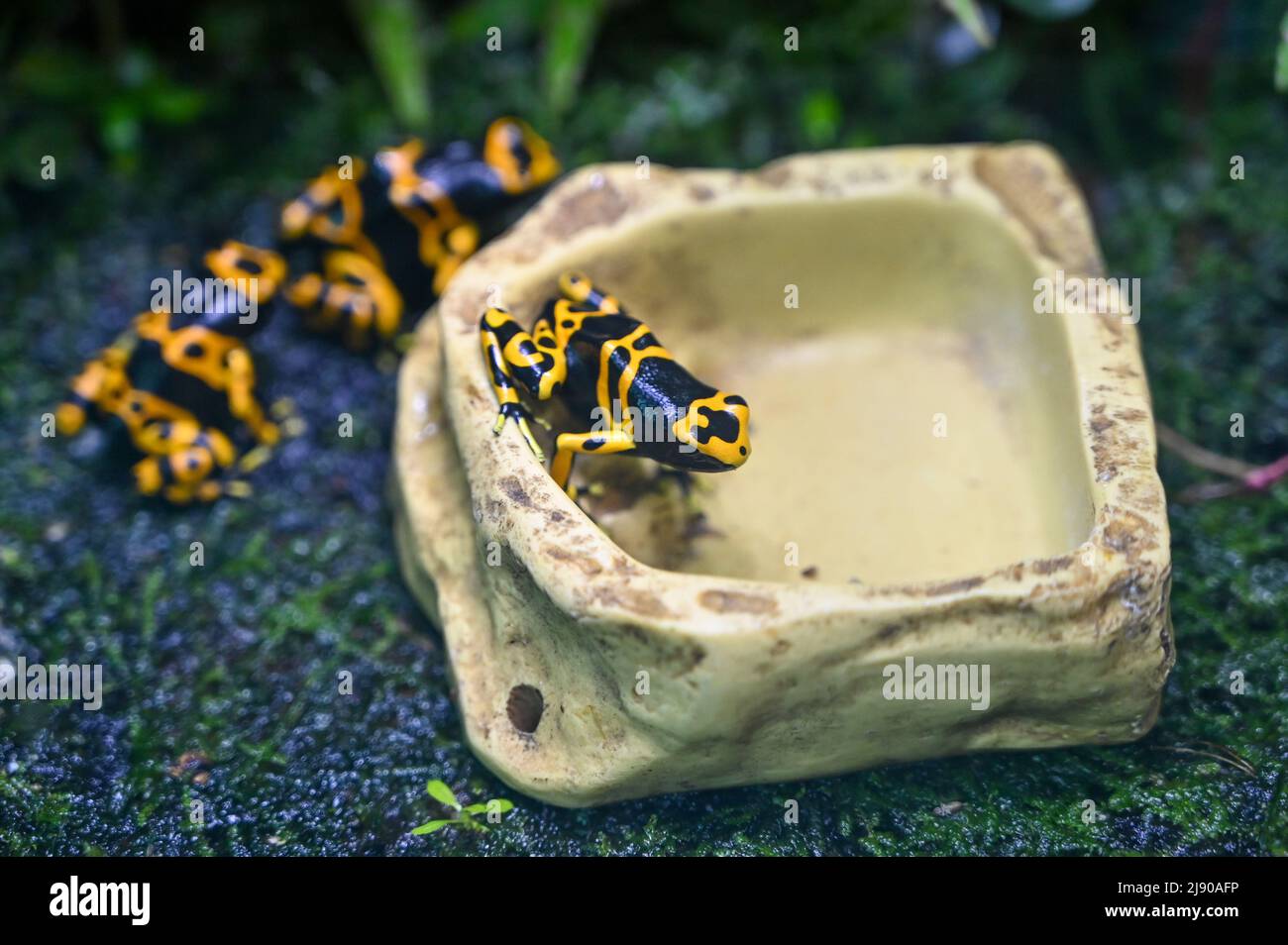 Giftpfeilfrosch auch bekannt als Giftpfeilfrosch Stockfoto