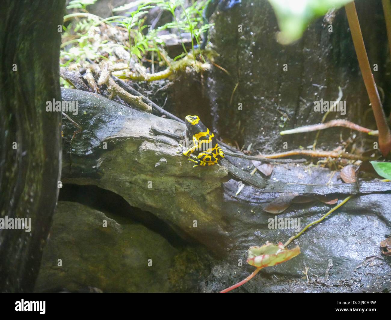Giftpfeilfrosch auch bekannt als Giftpfeilfrosch Stockfoto