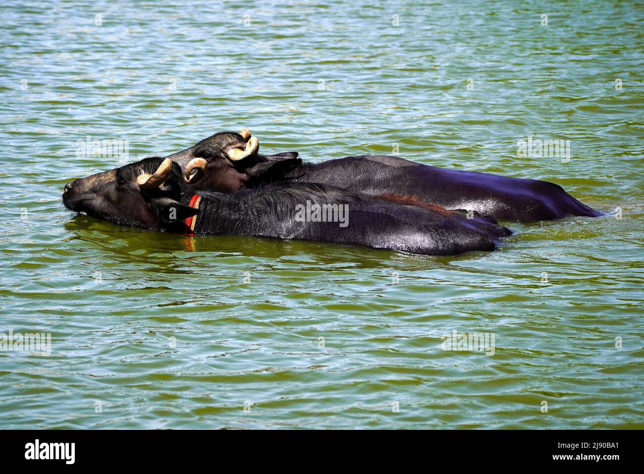 Büffel, die am 13. Mai 2022 an einem heißen Sommertag im Vorort-Dorf Ajmer, Indien, ein Bad im See nehmen. Foto von ABACAPRESS.COM Stockfoto