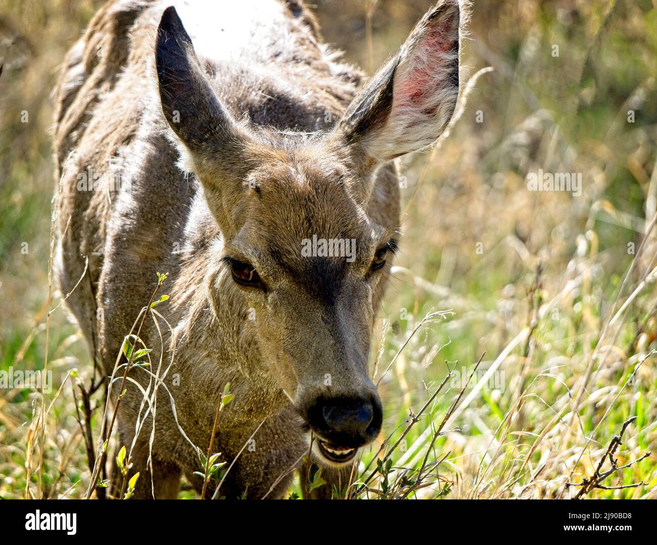 Vogelschutzgebiet Deer Inglewood Stockfoto