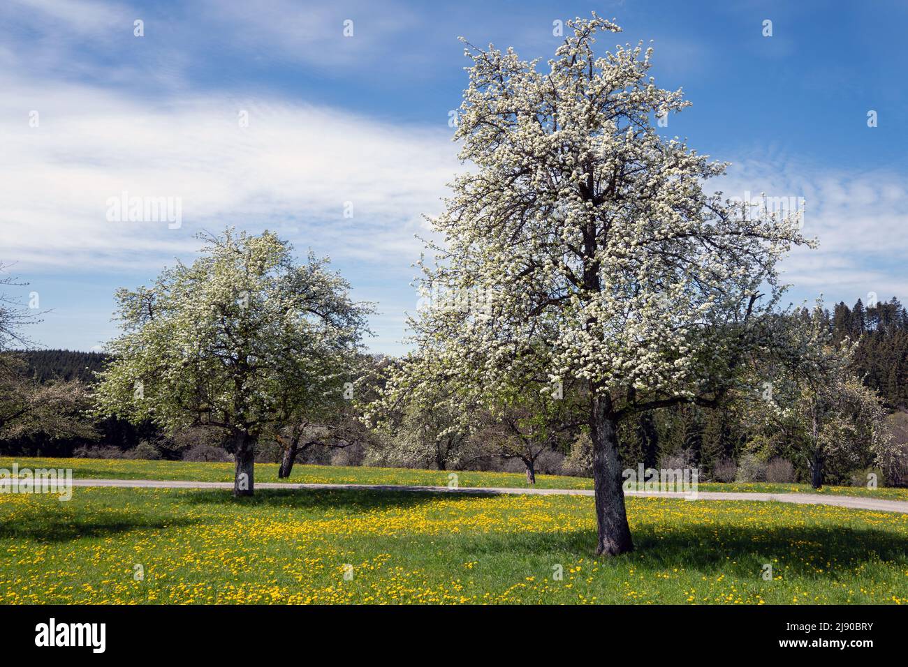 Blühende Birnenbäume in einem idyllischen Wiesengarten mit Blumen Stockfoto