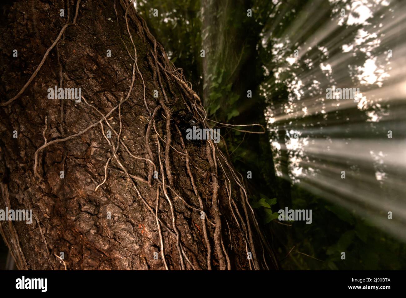 Roter Brokkethirsch, Vacaloura oder lucanus cervus, paart sich in einem vergifteten Baum mit Zoomeffekt bei Beleuchtung Stockfoto