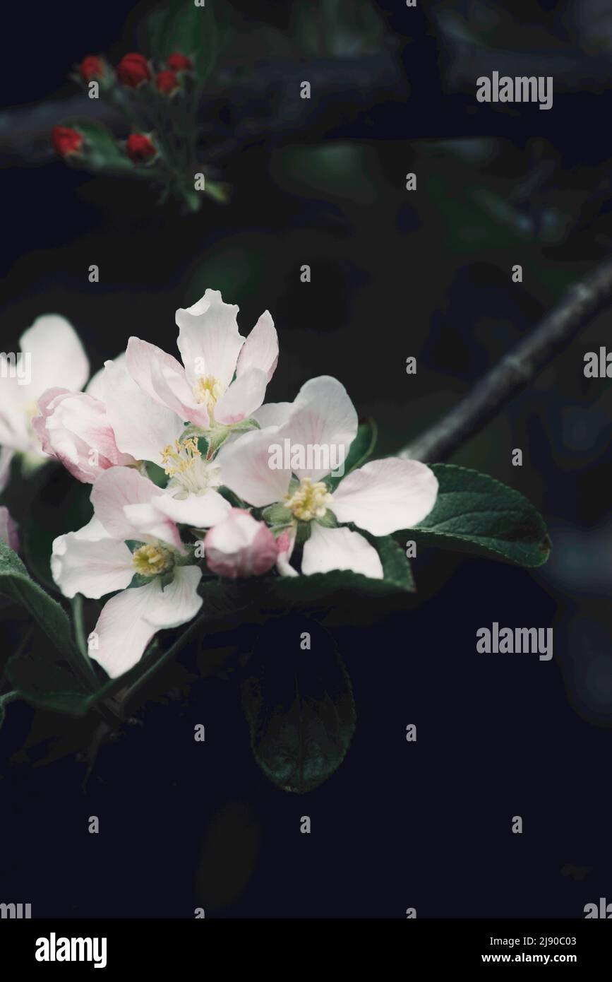 Krabbenapfelblüte blüht im Frühling Stockfoto