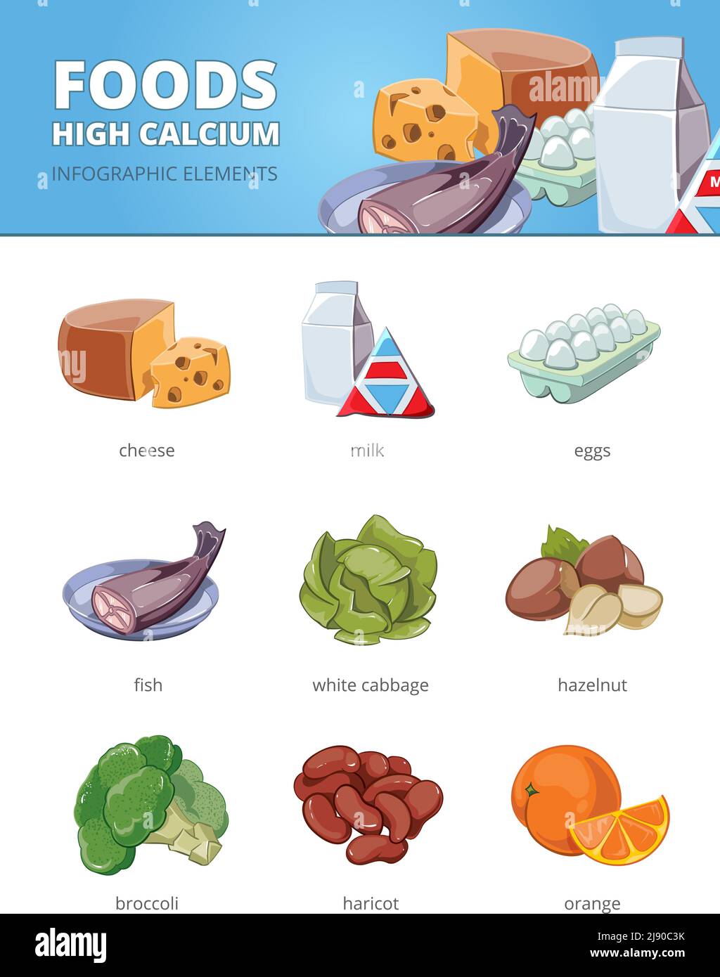 Hohe Kalzium und Vitamine Lebensmittel. Haricot Haselnusskohl, Ei Fisch Brokkoli Orangenkäse. Vektor-Infografik Illustration Stock Vektor