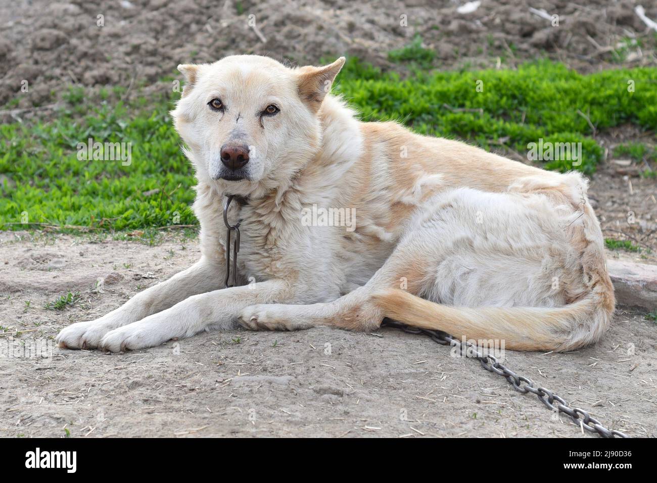 Alter älterer Hund, der auf dem Boden ruht Stockfoto