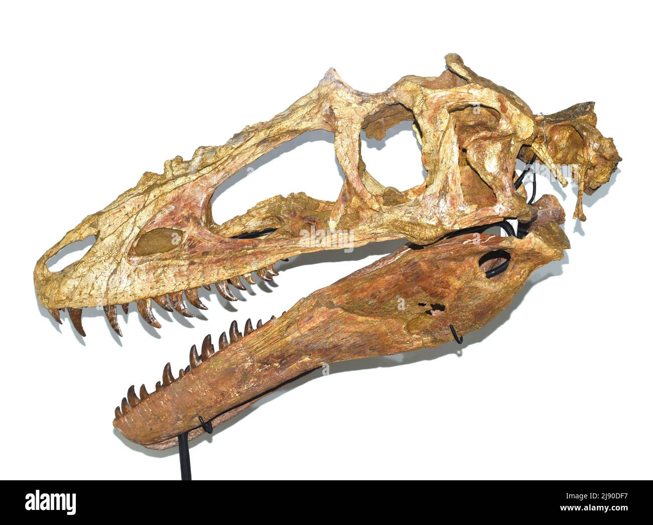 Fossilien von Alioramus, ausgestellt im Mongolischen Zentralmuseum für Dinosaurier Stockfoto