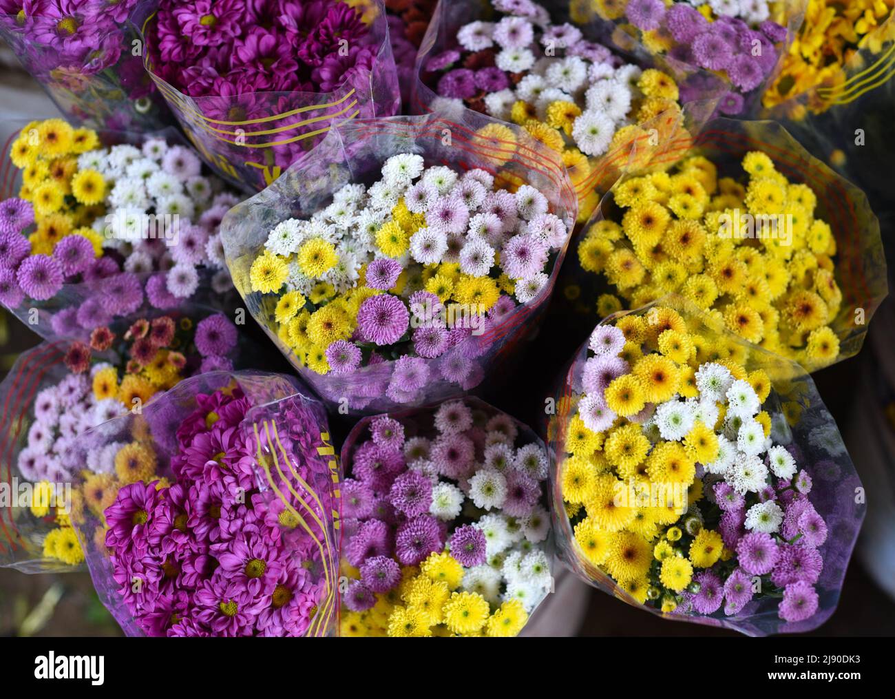 Viele bunte Chrysanthemen aus Da Lat Vietnam. Lokaler Markt Stockfoto
