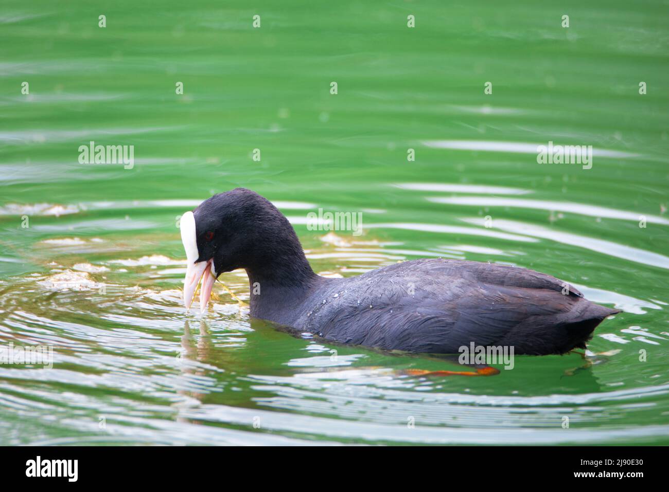 Gewöhnlicher Schwarzer Ruß, der in einem Teich schwimmend ist, Gattung Fulica, Wasservögel in Europa, Vogelbeobachtung in der Natur Stockfoto