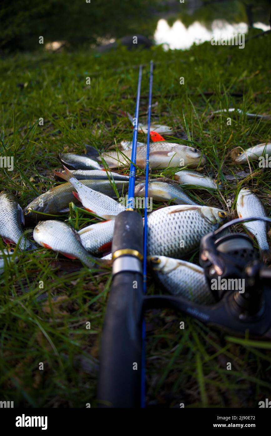 Kleine Fische mit Spinning auf grünem Gras. Selektiver Fokus. Stockfoto