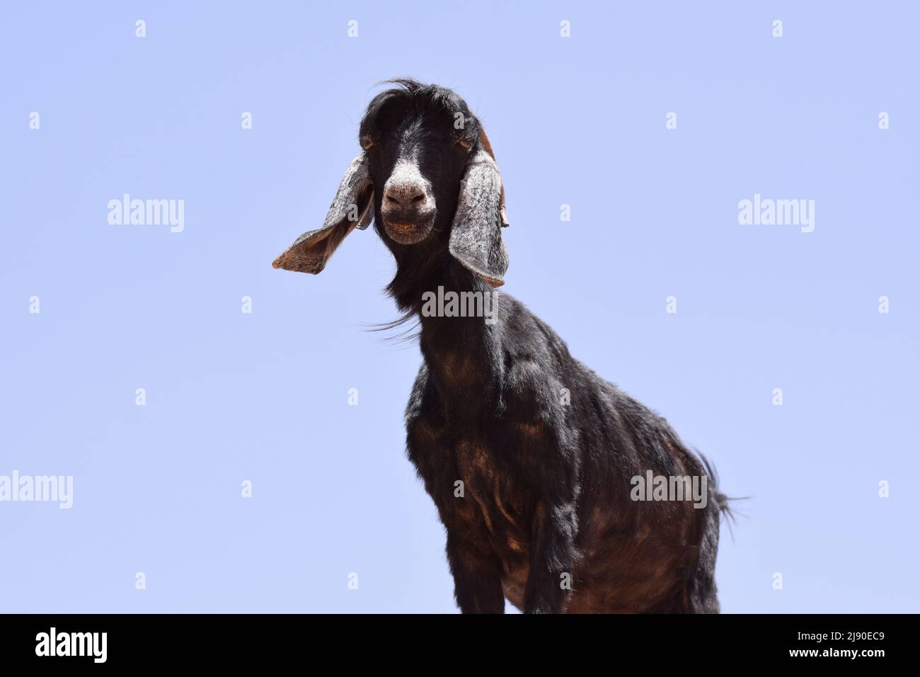 Eine schwarze Ziege mit einer weißen Nase, die auf einem hohen Felsen steht und die grinsende Kamera anschaut Stockfoto