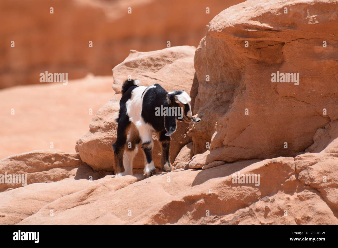 Eine kleine schwarze und weiße Ziege auf Wüstenfelsen Stockfoto