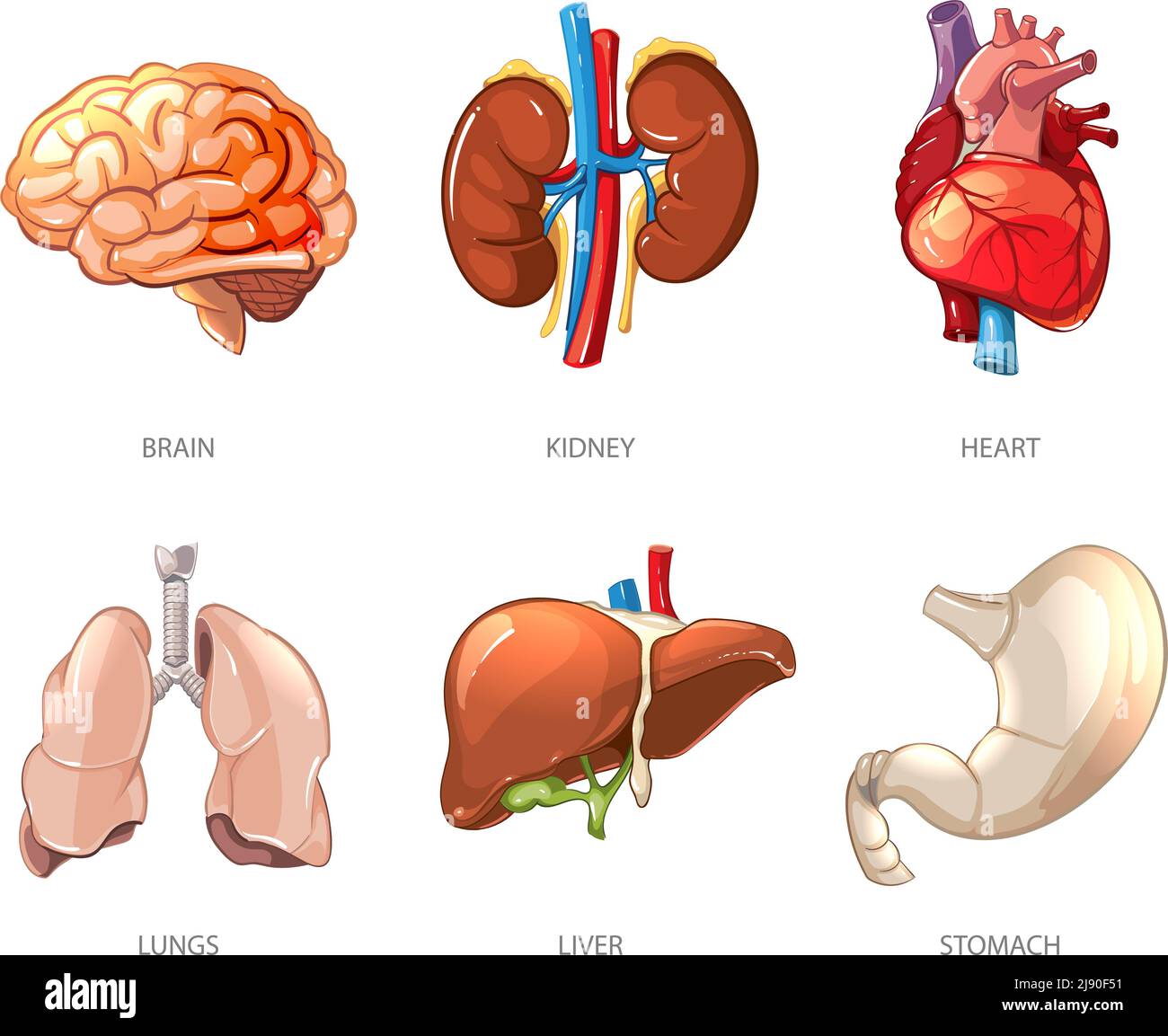 Menschliche innere Organe Anatomie in Cartoon-Vektor-Stil. Darstellung von Gehirn und Nieren, Leber und Lunge, Magen und Herz Stock Vektor
