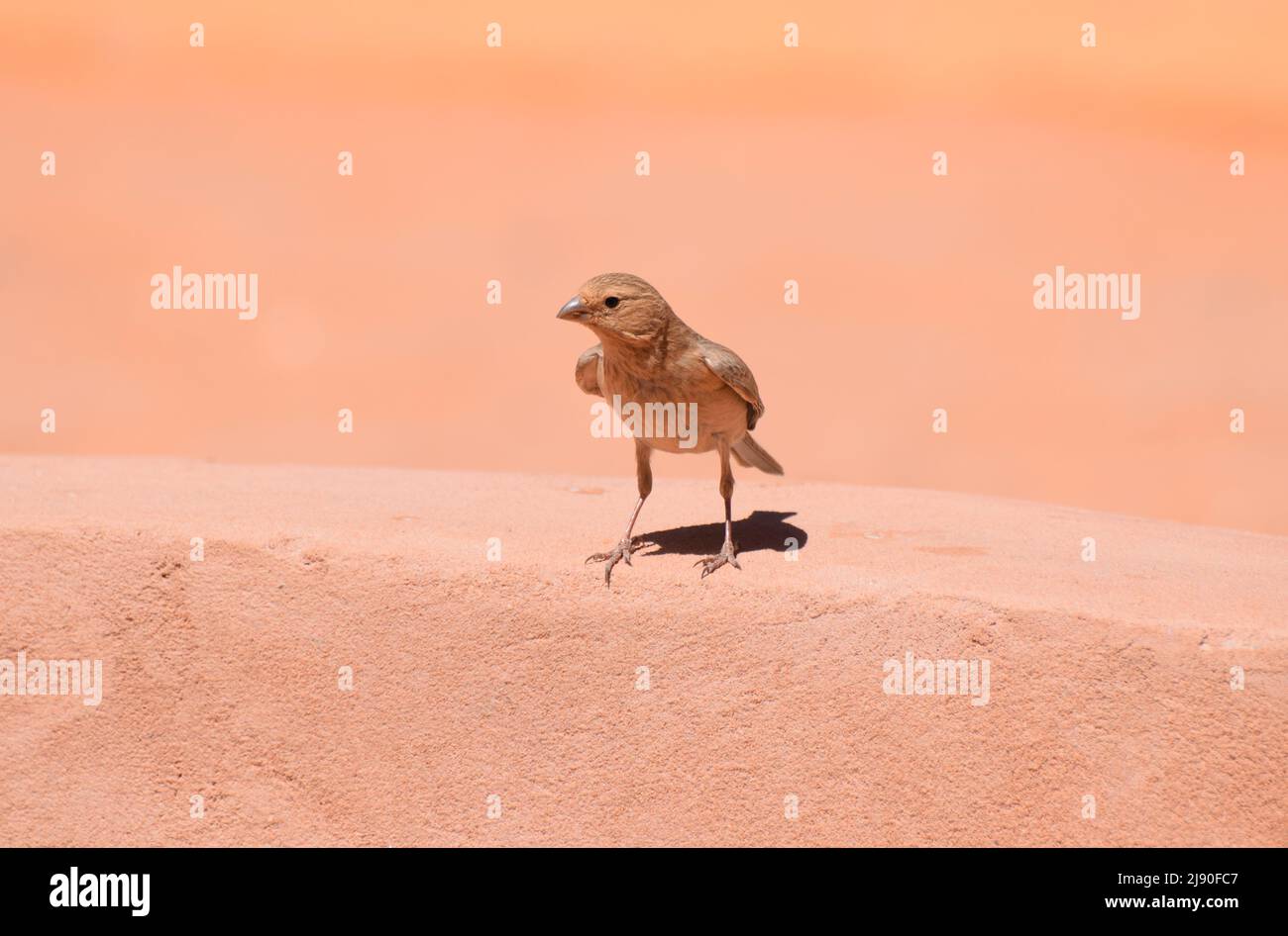 Ein weiblicher Sinai-Rosefinch-Vogel Carpodacus synoicus, der auf einer Wand thront Stockfoto