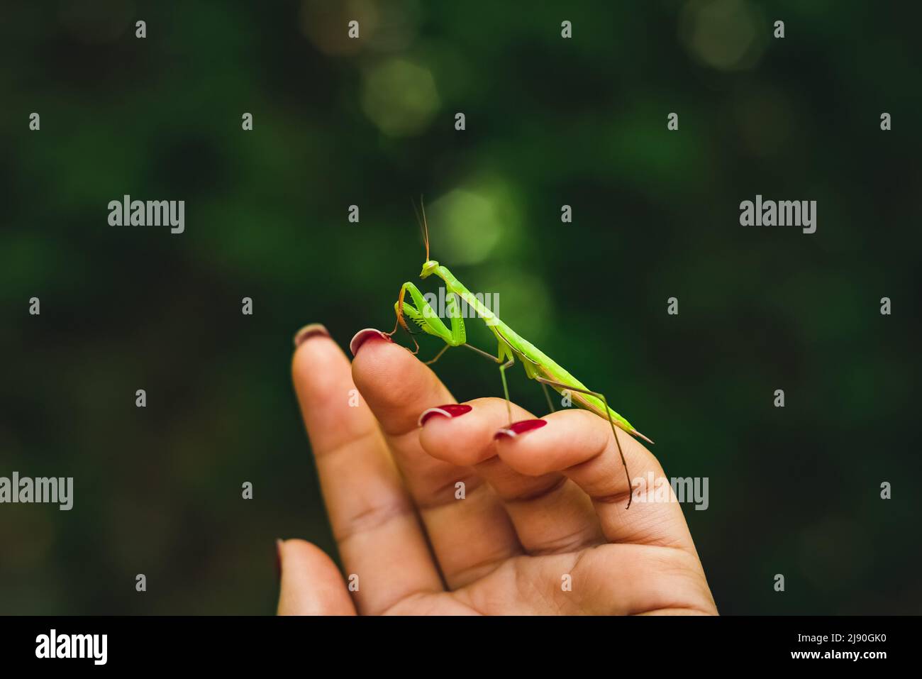 Nahaufnahme einer Gottesanbeterin an der Hand der Frau. (European Mantis religiosa) Ida-Berg (Kazdagi) Nationalpark. Stockfoto