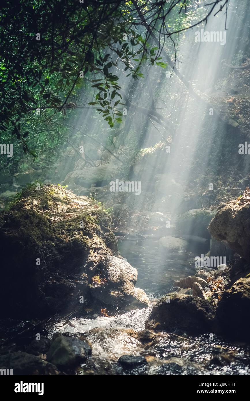 Sonnenstrahl im tiefen Wald im Nationalpark Ida (Kazdagi oder Kaz Daglari). Grüner Lebensraum. Edremit, Balikesir, Türkei Stockfoto