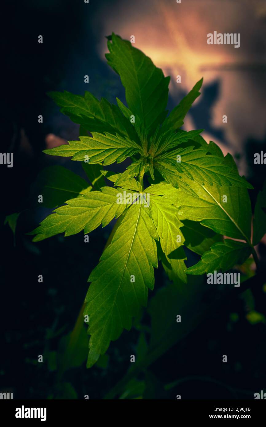 Vertikale Aufnahme von Blättern von medizinischem Marihuana (Cannabis) mit verschwommenem Hintergrund Stockfoto