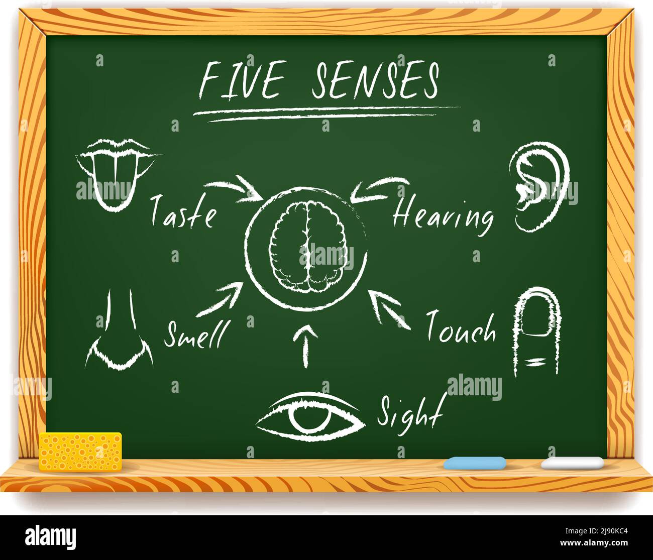 Handgezeichnete Vektor-Infografik auf einer holzgerahmten Kreidetafel der Fünf Sinne, die Anblick berühren Geruch Geschmack und Hören mit Pfeile zeigen auf Stock Vektor