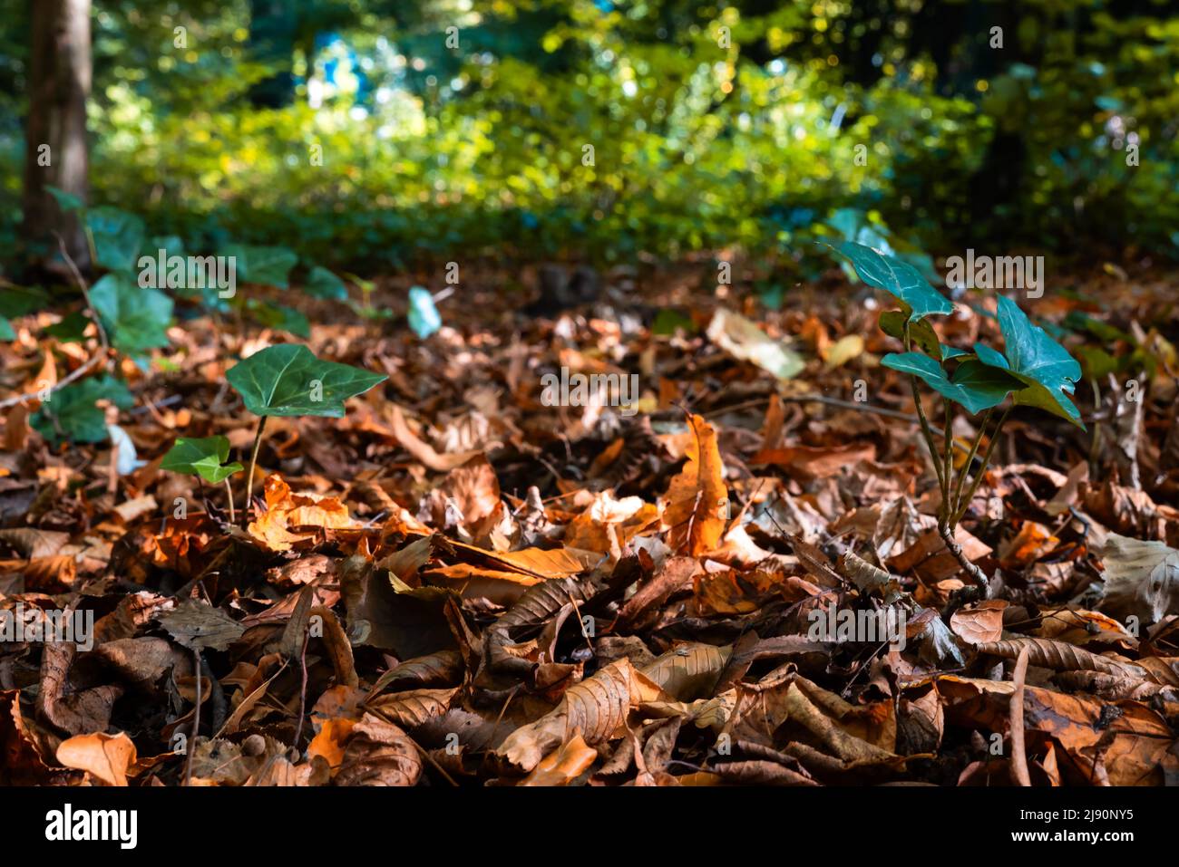 Gewöhnliches Efeu auf einem Teppich aus bunten Herbstblättern in einem Stadtpark während der Herbstsaison, jette, Belgien Stockfoto