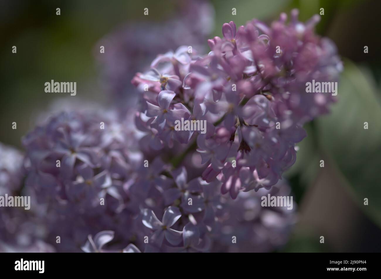 Blühende Syringa vulgaris, gemeiner Flieder, natürlicher makrofloraler Hintergrund Stockfoto