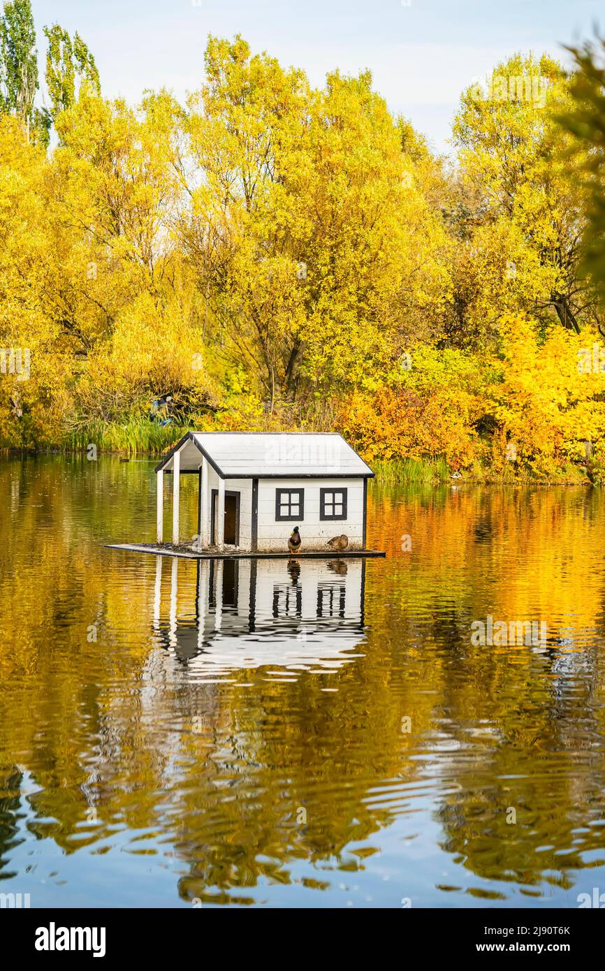Goldene Herbstlandschaft mit Teich und schwimmendem Entenhaus im Park, Herbstkonzept Stockfoto