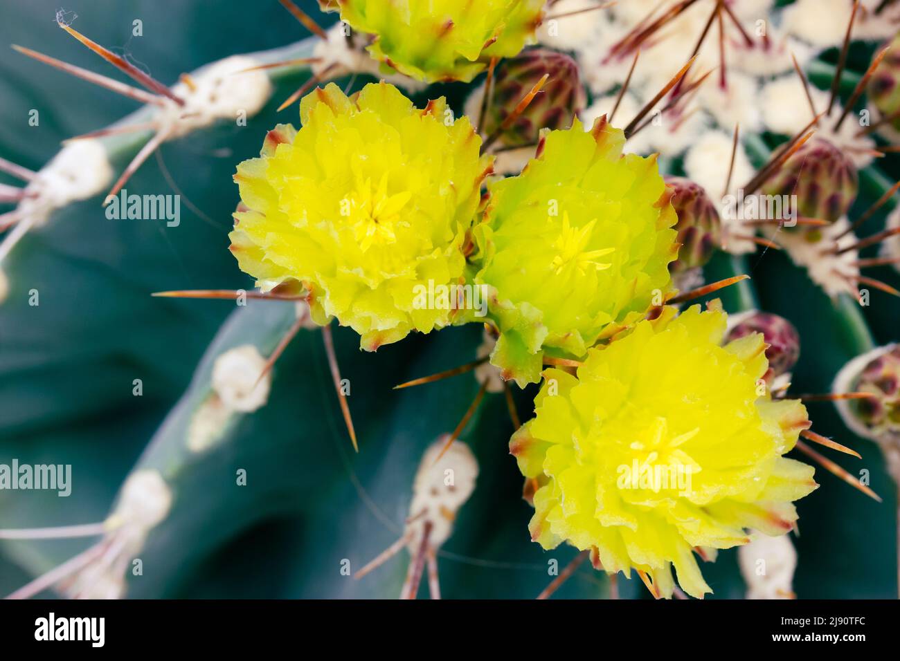Grner Kaktus mit gelben Blten, scharfe Stacheln in voller Blte  Draufsicht. Kakteen im botanischen Garten des Frhlings anbauen. Gartenbau  im Gewchshaus, glasho Stockfotografie - Alamy