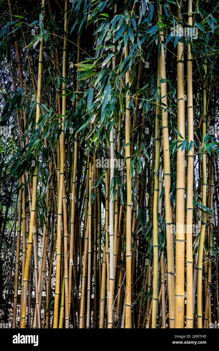 Ständer aus Bambus Stockfoto