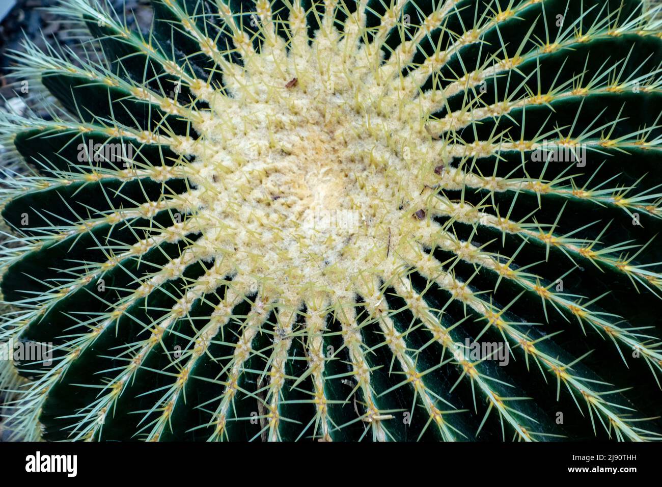 Detail des Goldenen Barrel Kaktus, Echinocactus grusonii, Wüstenpflanze aus Mexiko Stockfoto