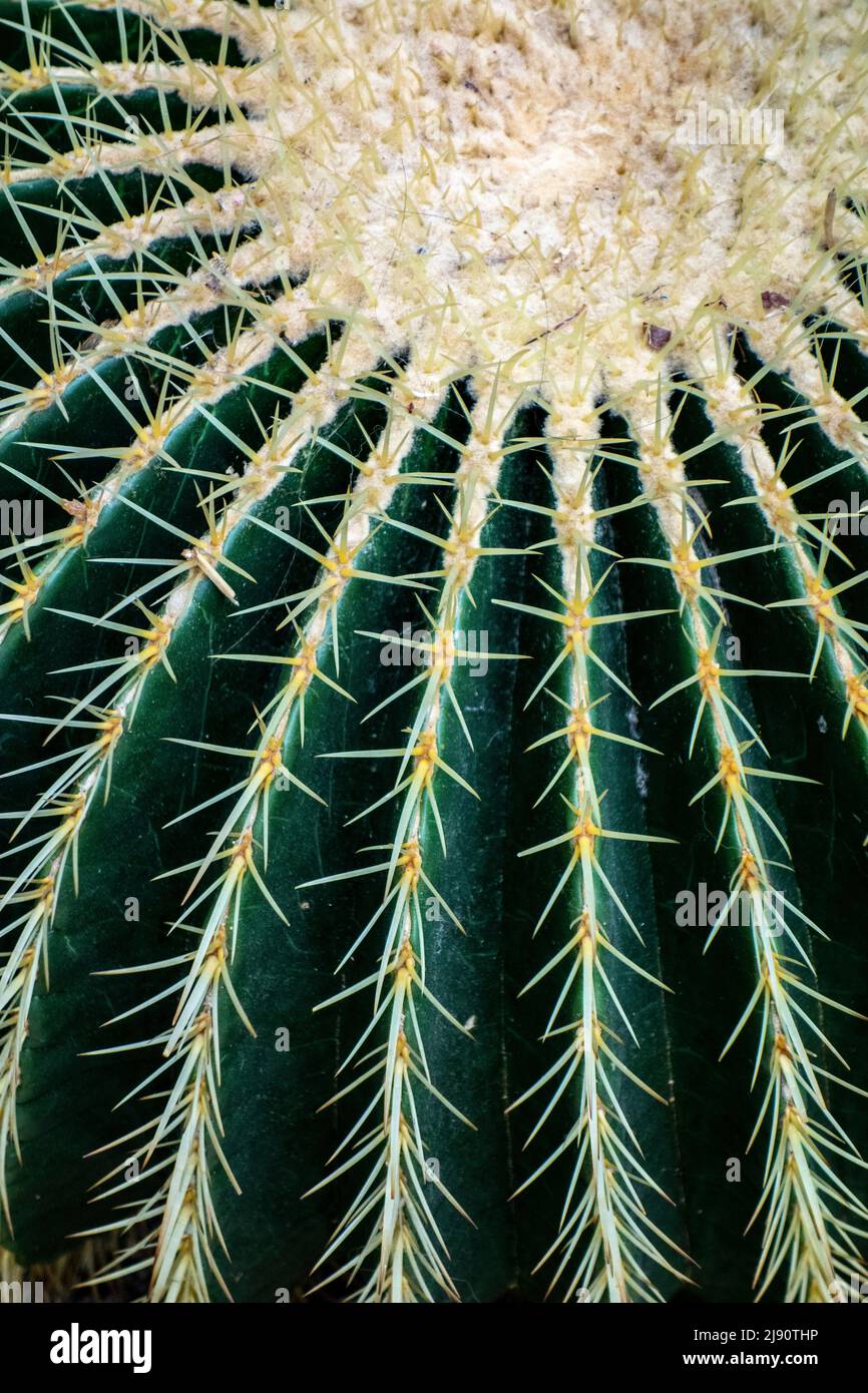 Detail des Goldenen Barrel Kaktus, Echinocactus grusonii, Wüstenpflanze aus Mexiko Stockfoto