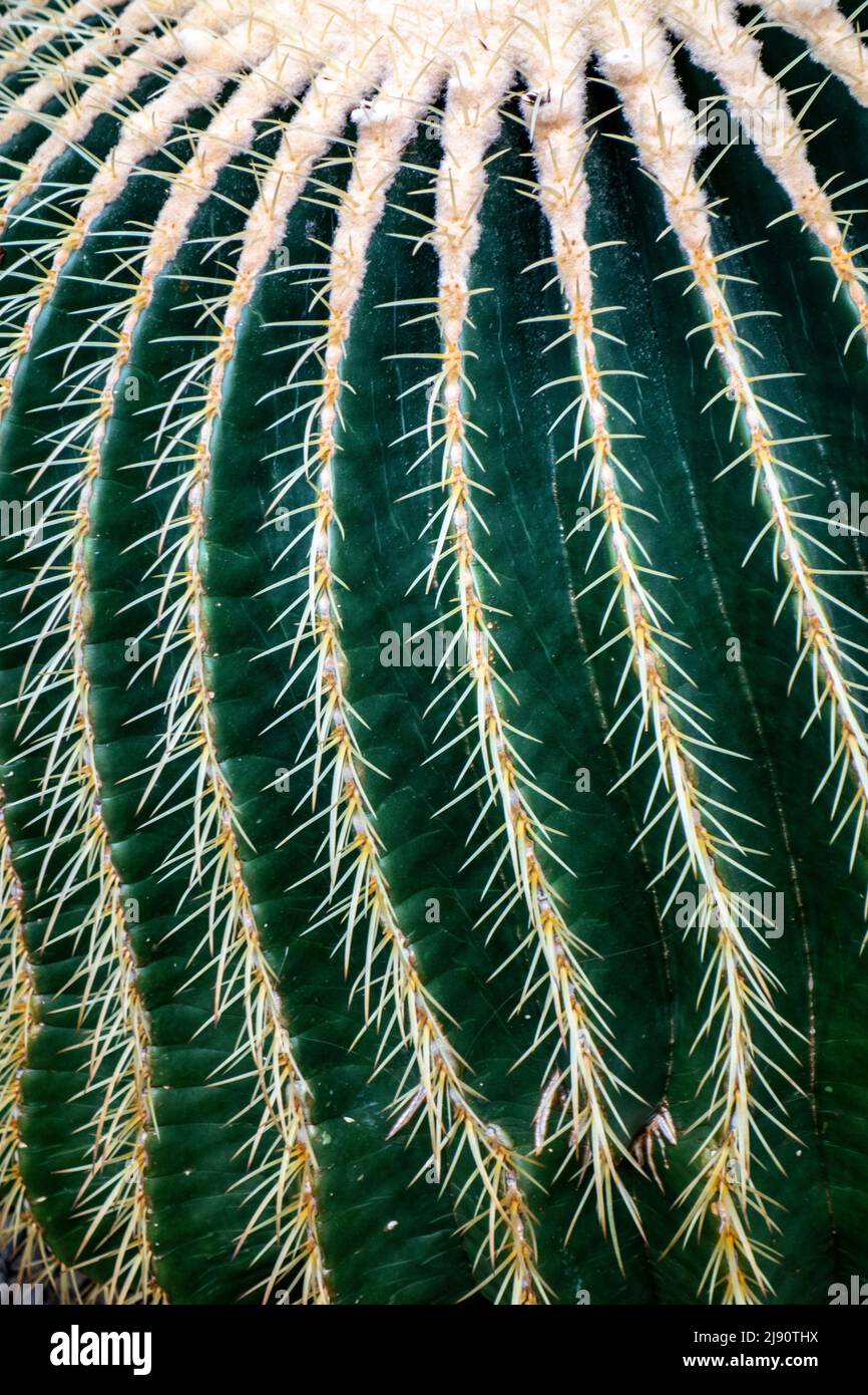 Detail des Goldenen Barrel Kaktus, Echinocactus grusonii, Wüstenpflanze aus Mexiko Stockfoto