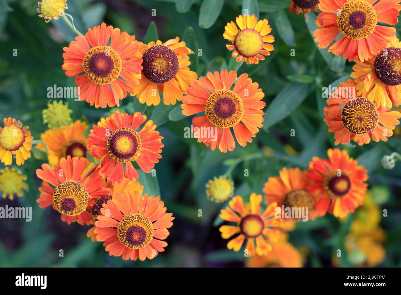 Schöne orange Helenium Blüten aus der Nähe Stockfoto