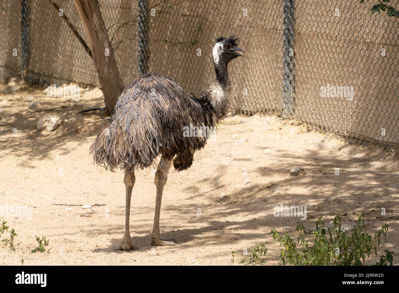 Ein Emu (Dromaius novaehollandiae), der australische Outback-Vogel. Stockfoto